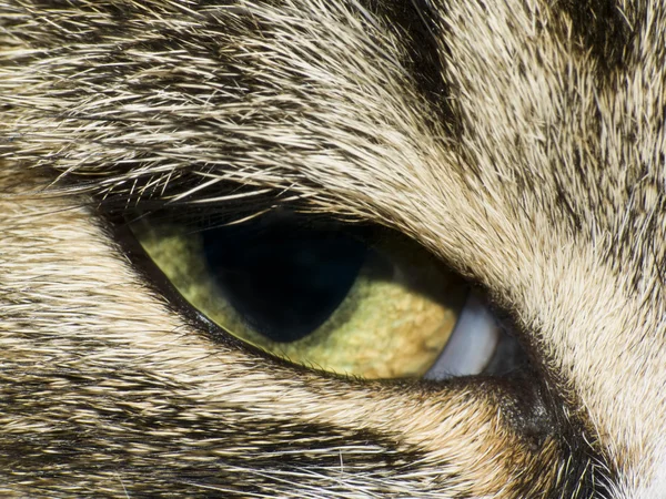 Кошачий глаз Стоковое Фото
