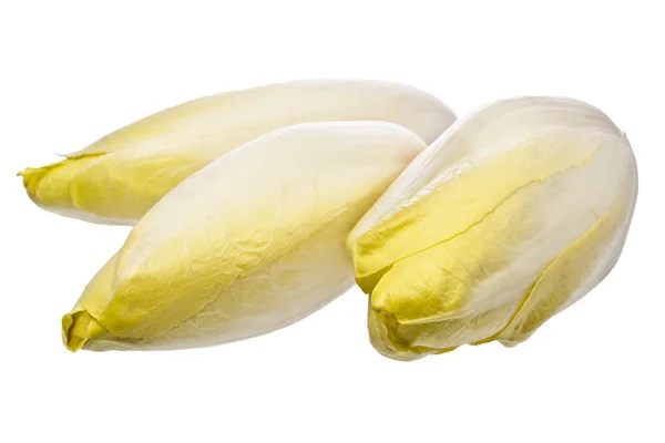 Brussels Chicory isolated over white Stock Image
