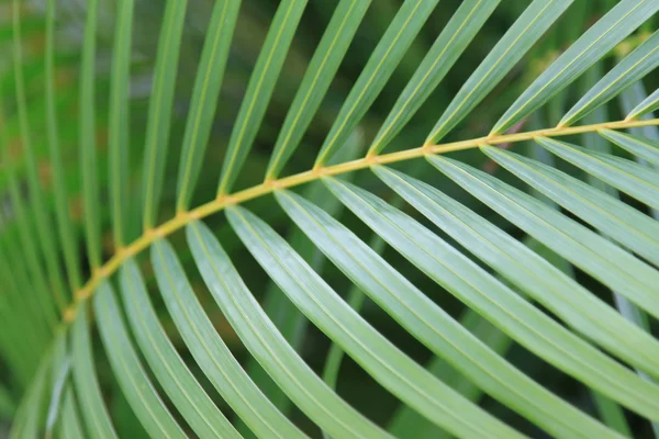 stock image Background palm branch