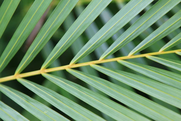 stock image Background palm branch