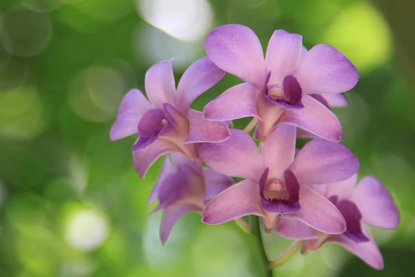 Flores de Tailandia —  Fotos de Stock