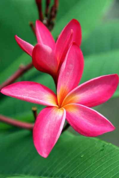 プルメリア、タイの花 ロイヤリティフリーのストック画像