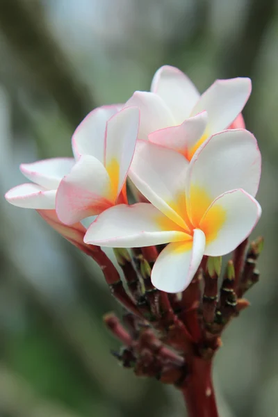 Flor Muy Hermosa Frangipani Plumeria Jardín Tropical —  Fotos de Stock