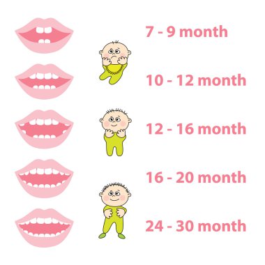 Baby-teeth clipart