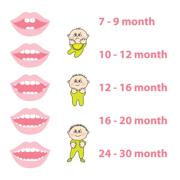 宝宝牙齿 — 图库矢量图片