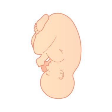 Baby embryo clipart
