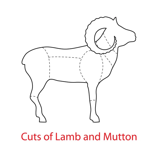 Coupes d'agneau et de mouton — Image vectorielle