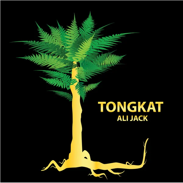 Tongkat ali — Vetor de Stock