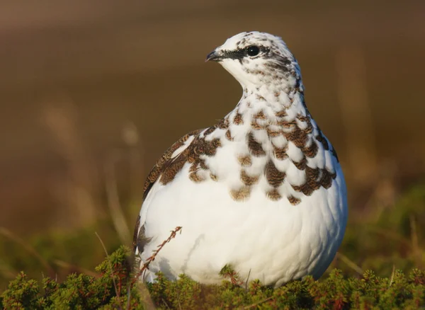 stock image Ptarmigan