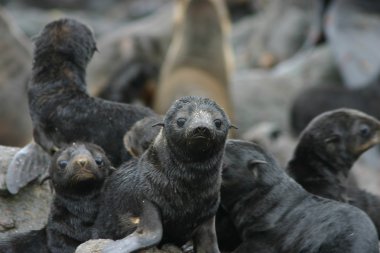 Nothen fur seal clipart