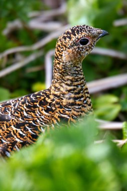 Ptarmigan