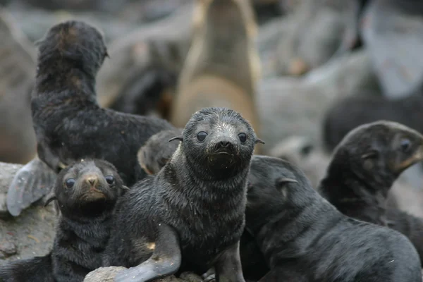 Nothen fur seal — Stock Photo, Image