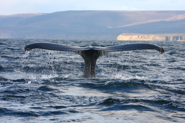 고래 — 스톡 사진