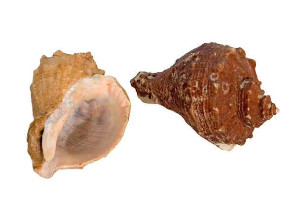 stock image Two large sea shells isolated on a white background.