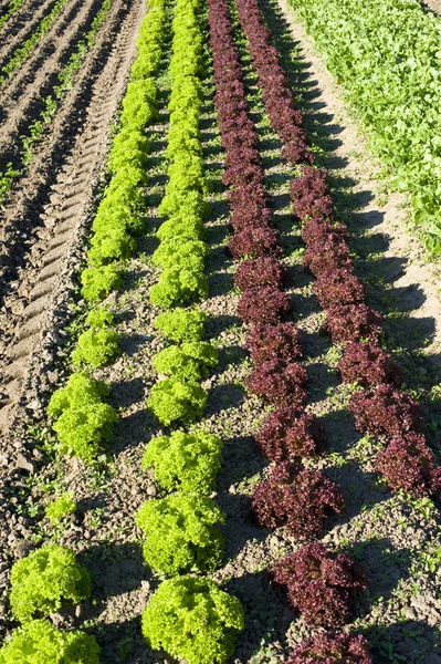 stock image Salad on a bed