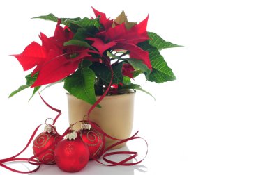 Poinsettia clipart