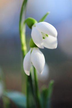 Bahçedeki kardamlaları
