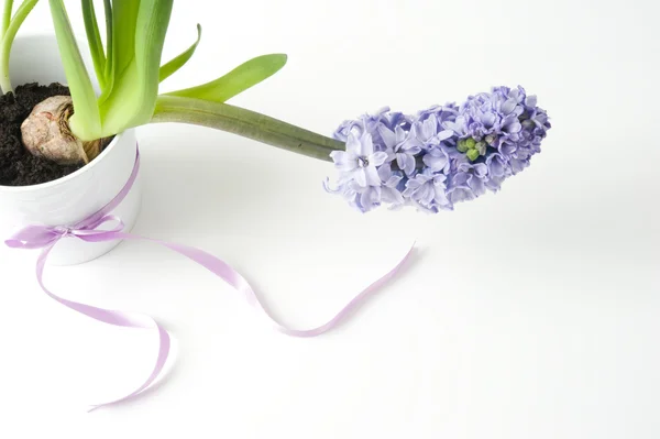リボンと結ばれる白い鍋に紫のヒヤシンス — ストック写真