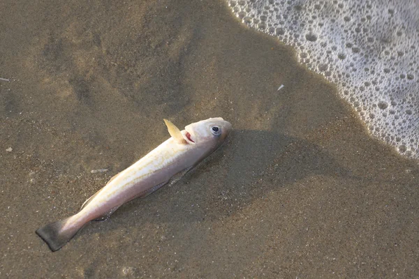 stock image A fish laying down the beach