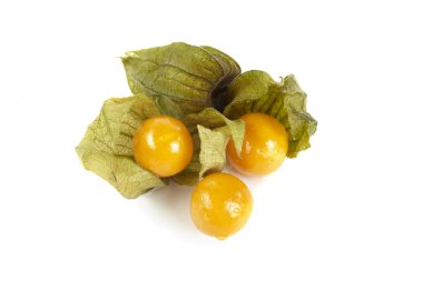 Physalis