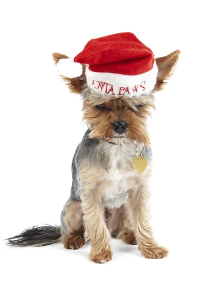 stock image Santa Paws Yorkshire terrier