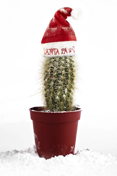 stock image Humor Christmas tree cactus