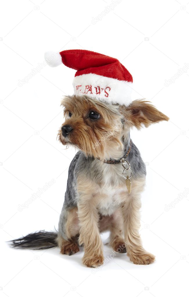 Santa Paws Yorkshire terrier