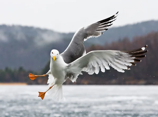 stock image Masterly execution aerobatics