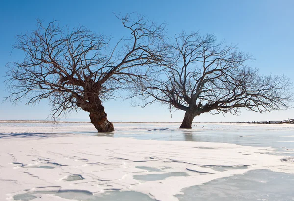 Bomen in een ijs — Stockfoto