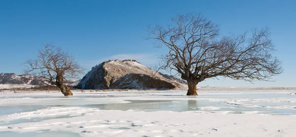 Stromy v ice — Stock fotografie