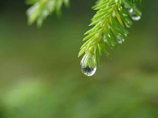 Gota de lluvia — Foto de Stock