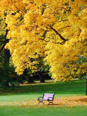 Sonbaharda şehir parkı