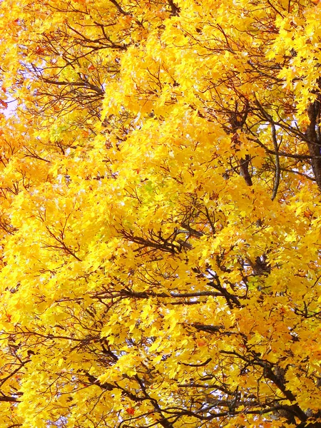 Folhas amarelas fundo — Fotografia de Stock