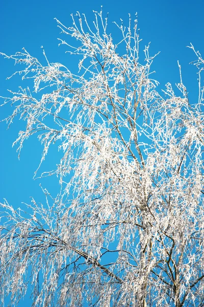 stock image Winter tree