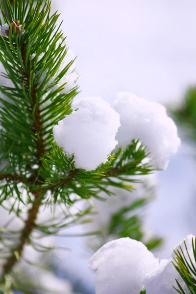 Frost on Pine — Stock Photo, Image