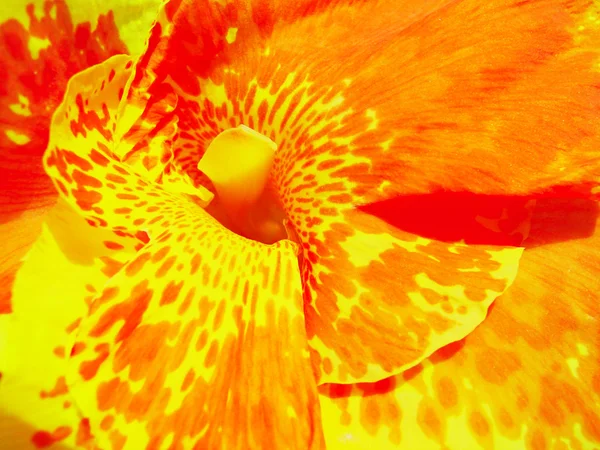 Laranja manchado flor closeup — Fotografia de Stock