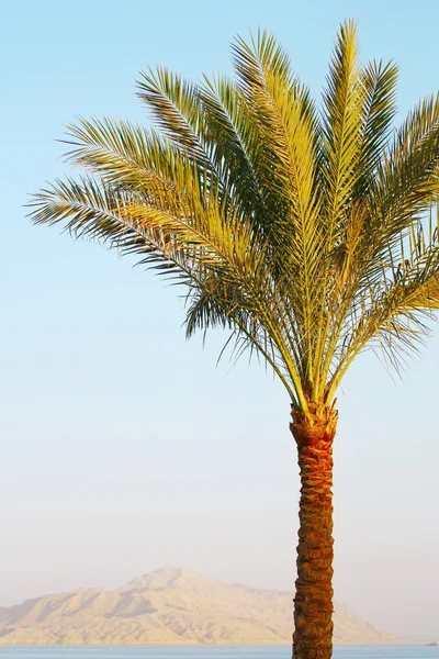Palmiye Ağacı Kızıl Deniz Dağ Arka Plan Günbatımı Üzerinde — Stok fotoğraf