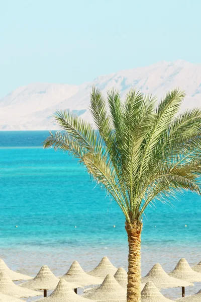 遮阳伞 棕榈树和红海山背景上 — 图库照片