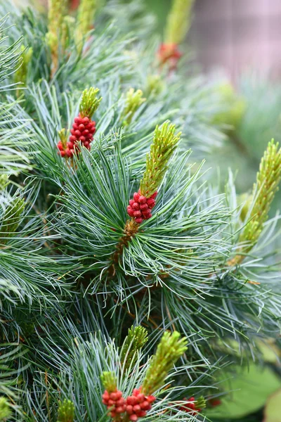 Pine Met Kegels Natuurlijke Achtergrond — Stockfoto