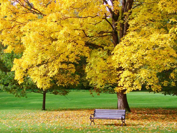 ベンチと秋に都市公園の紅葉 — ストック写真