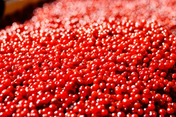 Cranberries Abstract Natural Full Frame Background — Stock Photo, Image
