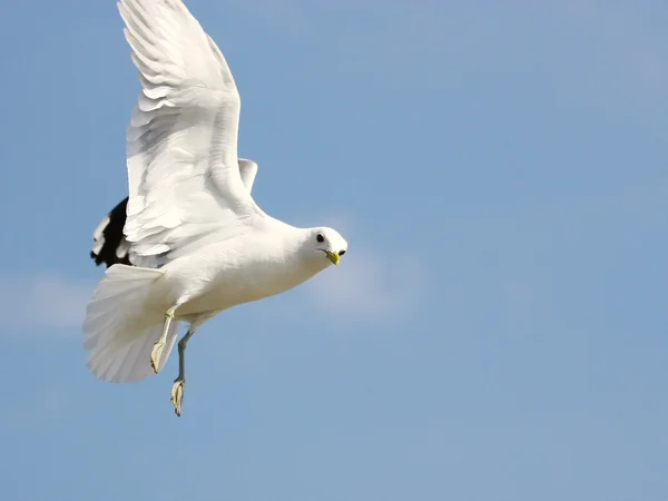Seagull in flight on background blue sky — Stock Photo, Image