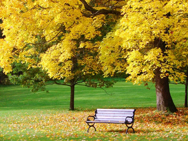 秋天的城市公园 — 图库照片