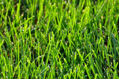 Fresh Green Grass clipart