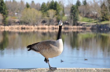 Canadian Goose Posing clipart