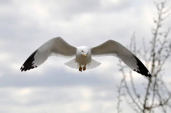 stock image Bird with wings spread