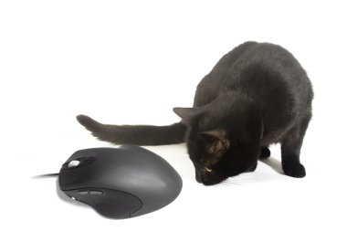 Cat and Mouse clipart