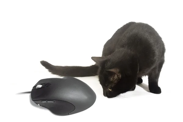 고양이와 생쥐 스톡 사진