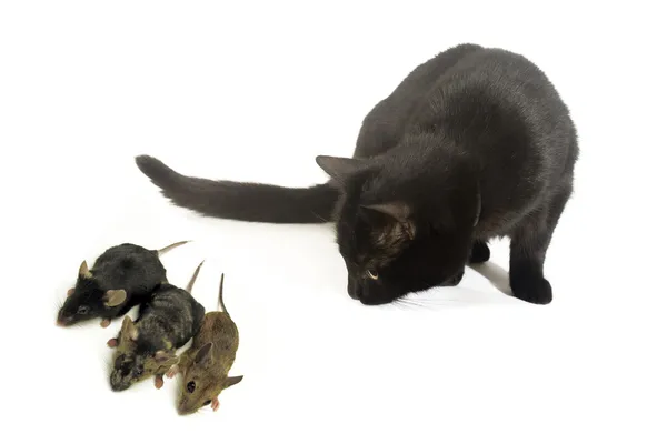 Gato y ratón Imagen de stock