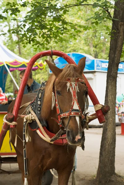 stock image Holiday horse